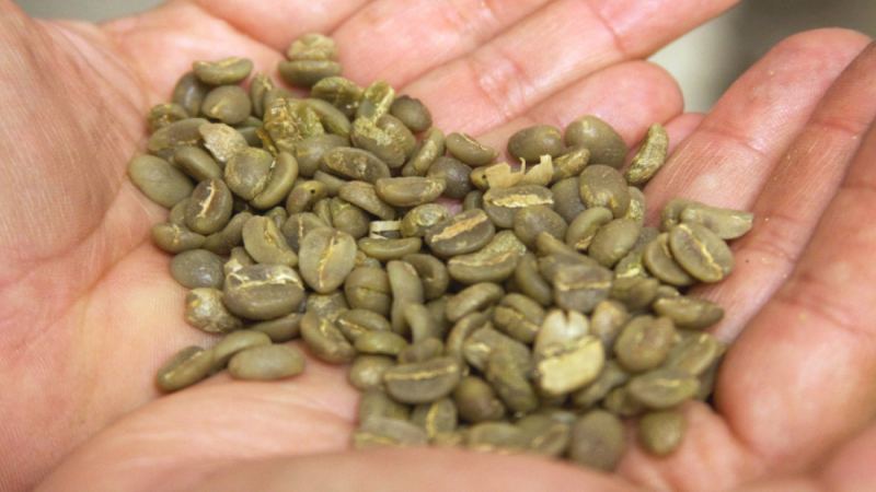 A Comprehensive Analysis of Typica Coffee: Flavor Characteristics of the Ancient Arabica Variety and Its Performance in Major Producing Regions Worldwide

