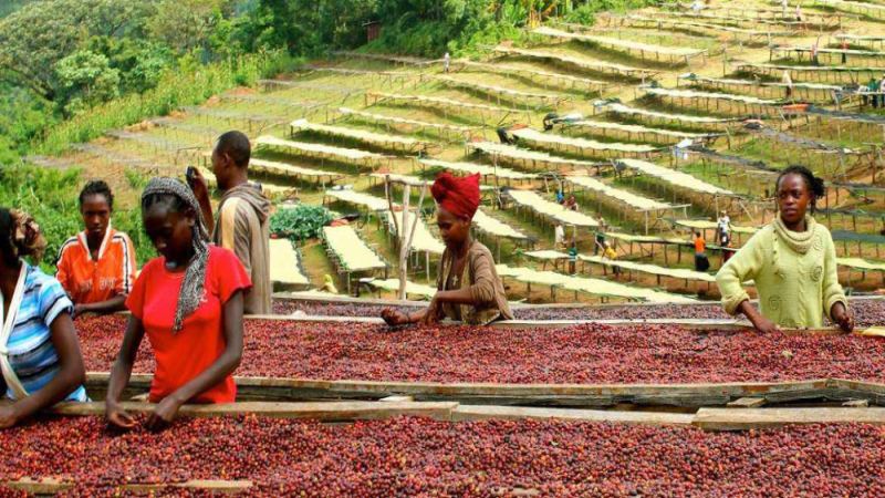 Flavor Analysis of Guji Region Coffee Beans: A Complete Overview of the Origin, Varieties, and Brewing of Ethiopian Mocha-Style Coffee