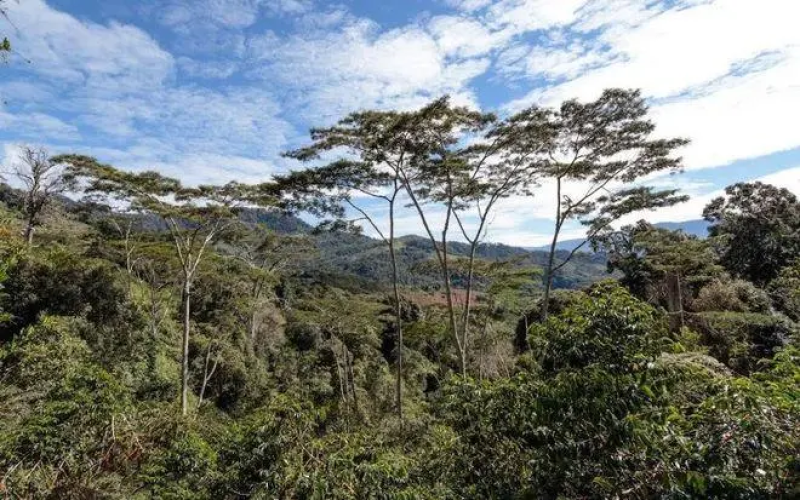 巴布亚新几内亚西部高地西格里庄园天堂鸟咖啡豆产地与风味解析