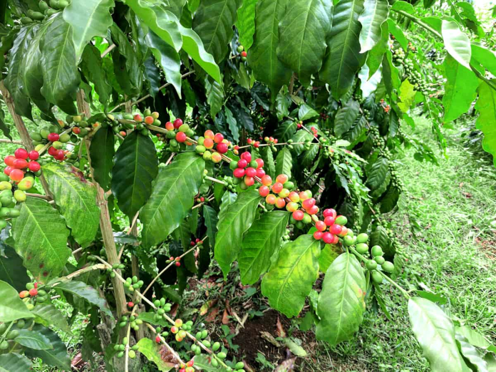 A Complete Analysis of the Flavor and Brewing of Geisha and Butterfly Coffee Varieties from the Boquete Region of Panama