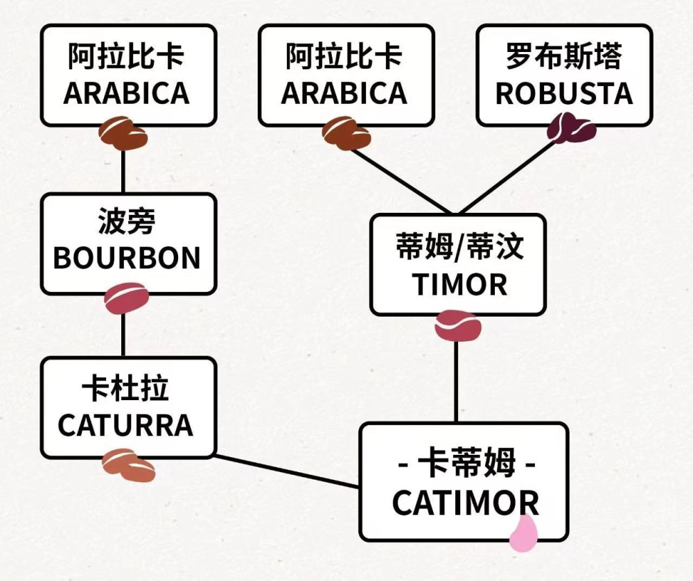 The Origin and Spread of the Catimor Coffee Variety Group: From Leaf Rust Resistance Hybridization to the Transformation of Yunnan Small-Bean Coffee