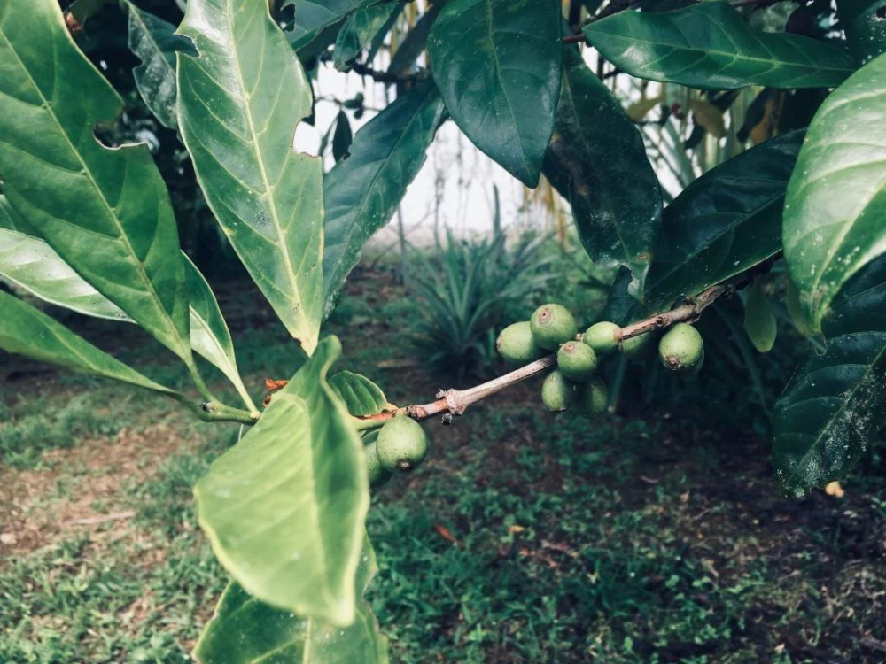 Arabica Beans Explained: Typica, Bourbon and More