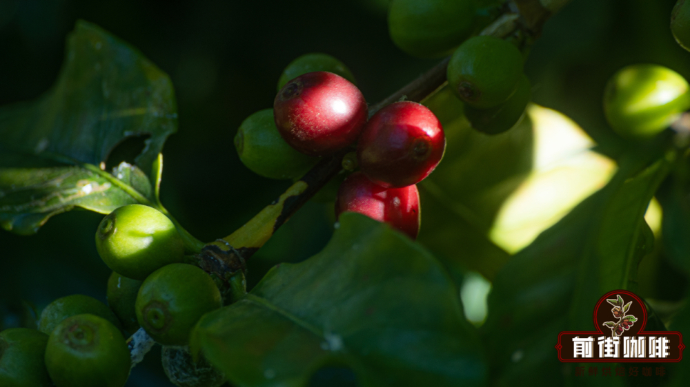 An Analysis of the Quality Advantages of Yunnan Coffee Beans: From Regional Terroir to Front Street Coffee's Specialty Path of Washed and Natural Processing