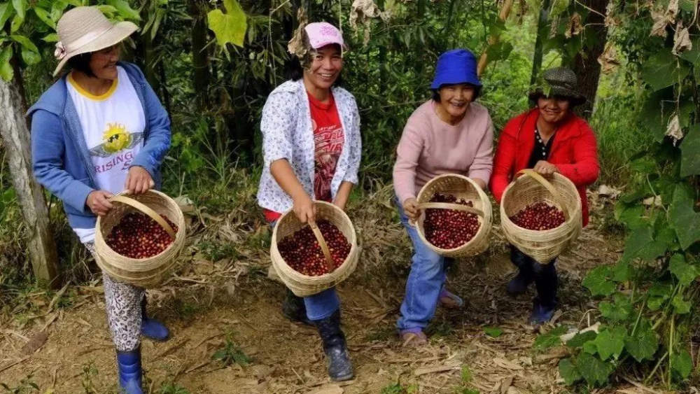 Peru Coffee Is a Type of Andean Terroir: Cajamarca Washed Geisha