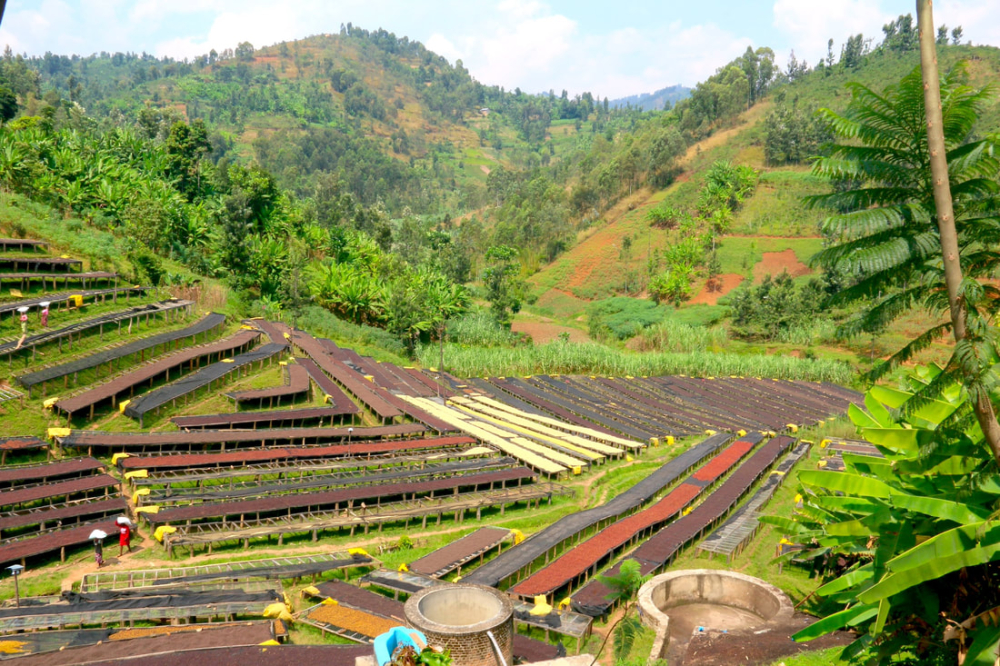 Arabica Coffee and the Honey Process Behind Yirgacheffe Red Cherry