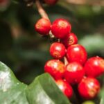 “Eugenioides” coffee Varieties will become the next Geisha?