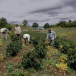 Honduras | Introduction to Coffee Growing Regions and Varieties