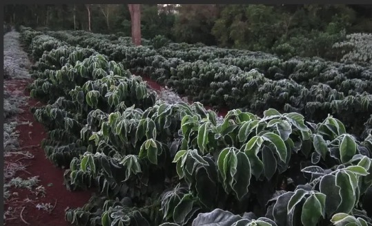 Cold current is coming!? Brazil is about to be hit by a frost.