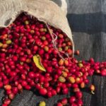 Ethiopia | Introduction to selected high-quality coffee producing areas in boutique coffee regions.