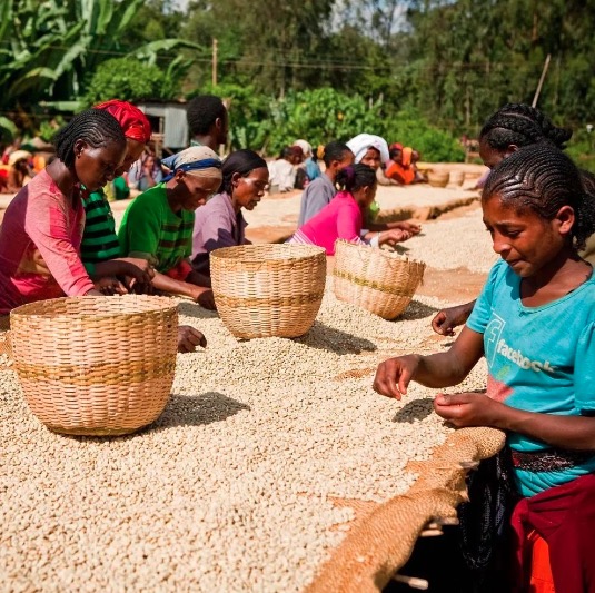 Coffee Grading | What are AA and AB in Kenya? What is the difference between AA TOP and AA?