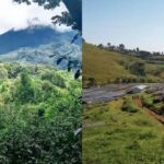 Gori Geisha, Geisha 1931, are also Geisha coffee beans?