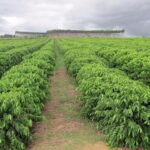 Introduction to the Brazilian yellow Bourbon variety of coffee beans.