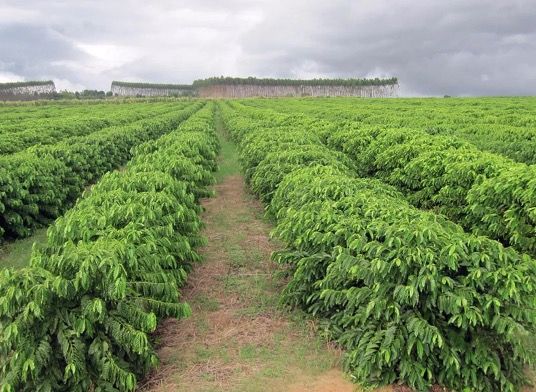 Introduction to the Brazilian yellow Bourbon variety of coffee beans.