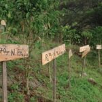 What is a microlot coffee bean? Will the quality of microlot coffee beans be better than that of regular batches?