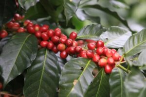 YunNan coffee varieties|Where does the “devil’s aftertaste” of Catimor come from? Is Catimor Arabica?