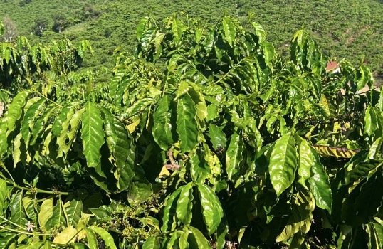 Why do some origin places only produce a fixed number of coffee varieties?