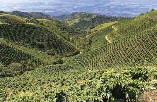 Colombia | Coffee growing regions in Colombia